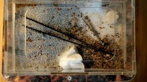 как убрать мусор с арены муравьев? муравьи отобрали пинцет!!!