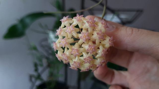 Хойя Fuscomarginata splash // цветение