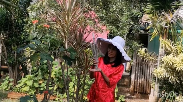 DRACAENA MARGINATA TRICOLOR | MADAGASCAR DRAGON TREE смотреть онлайн