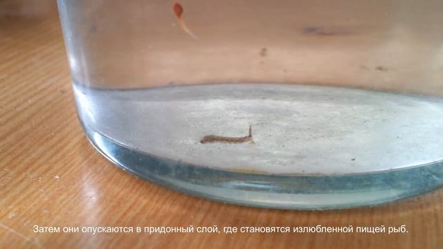 Личинка комара-пискуна - прототип "болтика" вольфрамового от didko? Очень может быть. смотреть онлайн