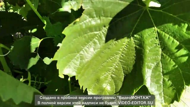 Результат опыления и налив ягод. Сибирь, Алтайский край.