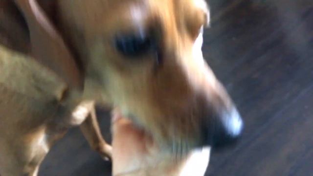 Балкон из спальни все как мечтала _ Рози хромает но есть супер мазь смотреть онлайн