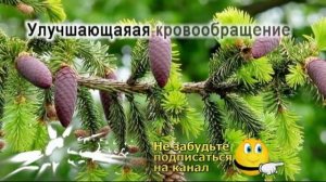 Несколько рецептов ванночек для ног