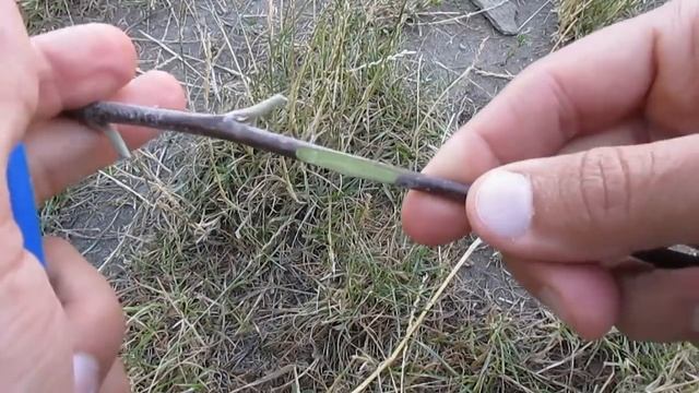 Окулировка для новичков - просто и доступно о прививке деревьев