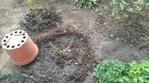 Стоит ли пересаживать взрослые розы.