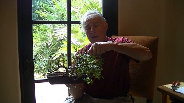Francis the Gardener - TIP#6 - Maintaining a succulent to become a banzai tree смотреть онлайн