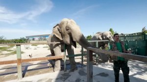 СЛОН - КАЧЕЛЯ есть только у Вити! Тайган