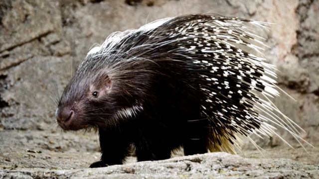 Животные Африки/Как говорят животные Африки/Animals Of Africa