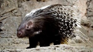 Животные Африки/Как говорят животные Африки/Animals Of Africa