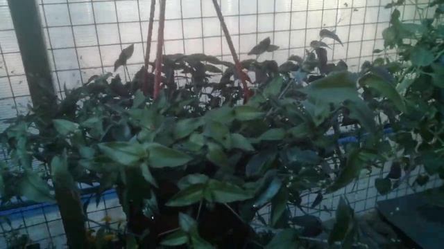 Традисканция "Невеста" и "Зебрина" в кашпо и рассада. Условия и уход. смотреть онлайн