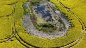 Рапсовые поля. Поселок Малиновка. Калининградская область