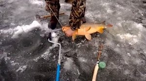 Клюет ли вообще карп зимой?