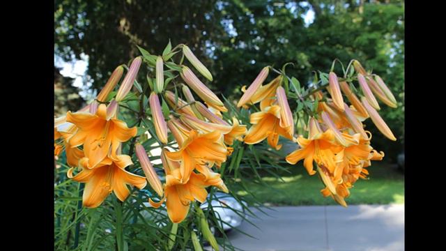 2019 KC-area Lilies for the new year! смотреть онлайн