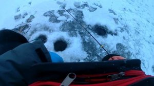 Летняя колебалка на зимней рыбалке тоже работает!