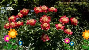 Пион молочноцветковый Америка. Краткий обзор, описание характеристик paeonia lactiflora America