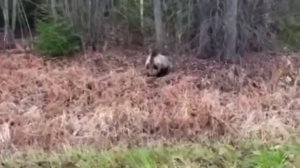 Медведь в Полоцком районе