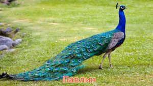Карточки Домана Часть 3 Птици!