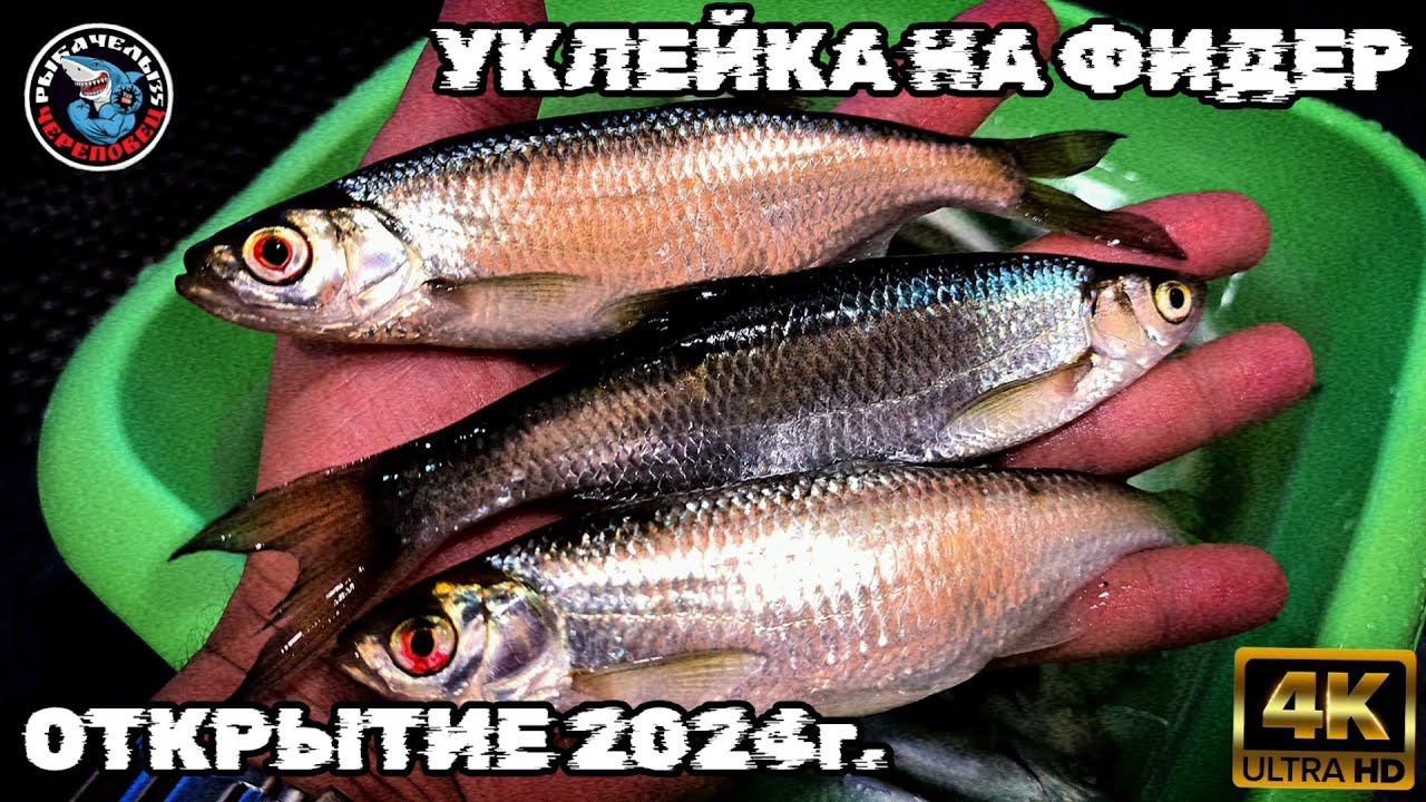 УКЛЕЙКА НА ФИДЕР В АПРЕЛЕ!!! ОТКРЫТИЕ ФИДЕРНОЙ РЫБАЛКИ 2024!!!
