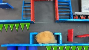 ? Yellow Hamster Escape Pets Maze Traps Great Hamster Stories - Series Hamster Pacman