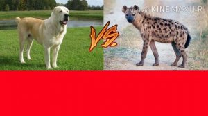 Алабай против гиены(кто сильнее?)!!!