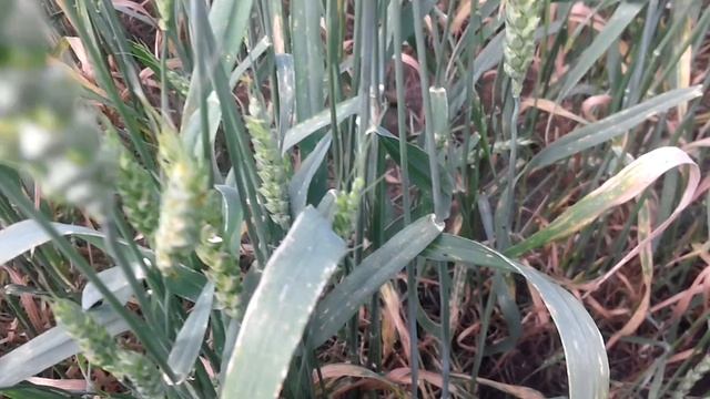 Флутриафол