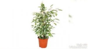 Уход за фикусом Бенжамин в домашних условиях