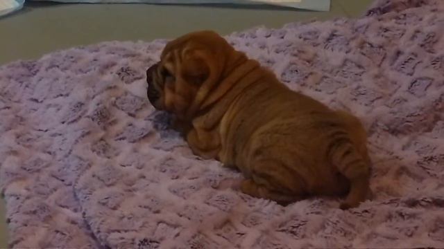 Grace Notes FBT #44 ~ Brush Coat Babies смотреть онлайн