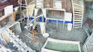 Размножение фазанов. Фазан охотничий топчет фазанку. Поведение фазана после спаривания