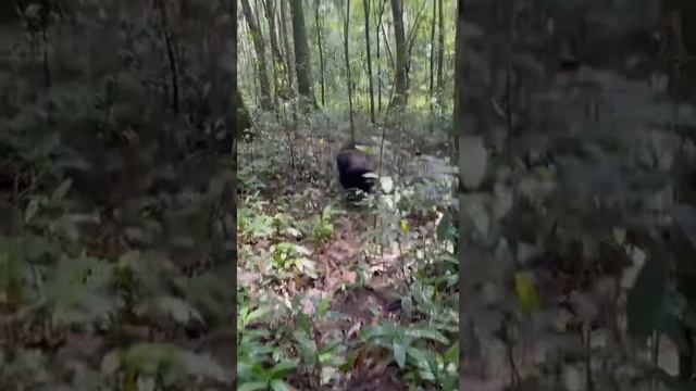 Chimpanzee Tracking in Kibale Forest Uganda with Katona Tours