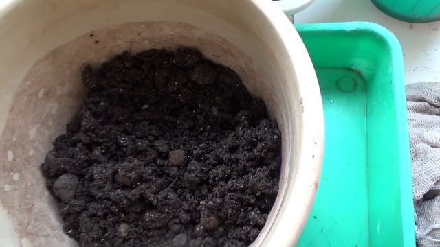 Гибискус смотреть онлайн