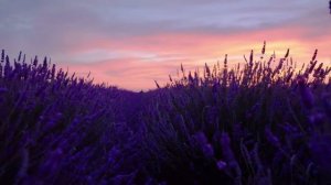 Relaxing music with beautiful lavender flowers