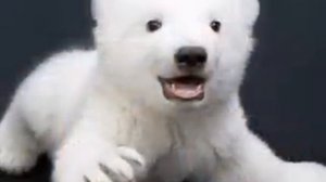 Заплутали мишки, заплутали.