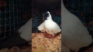 Английские  Крестовые  монахи!  , голуби#голубь#pigeon#pigeons#бакинские голуби