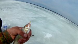 Зимняя рыбалка по последнему льду Безмотылка рулит!