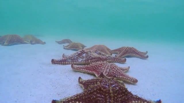 Морские животные для детей и малышей. Обитатели морей и океанов. Развивающие видео. Подводный Мир.