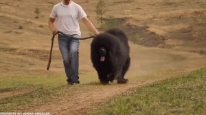 10 самых редких пород собак в мире