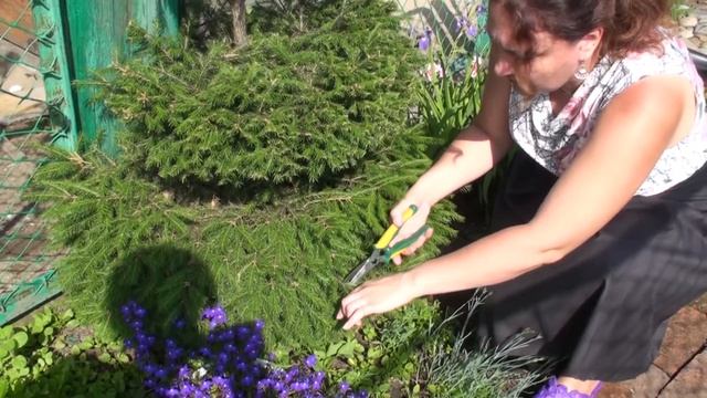 Как правильно формировать ель на садовом участке. Долгих Анна смотреть онлайн