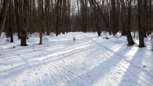 Уиппет. Бега без зайца.
