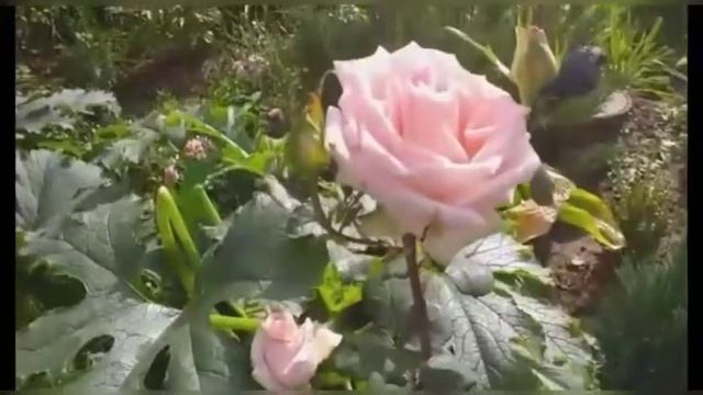 231.# Обзор сортов роз Блю Парфюм,Лимбо,Примадонна,Эди Митчел,Глория Дей(Пис). смотреть онлайн