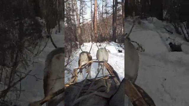 Сюльбан
