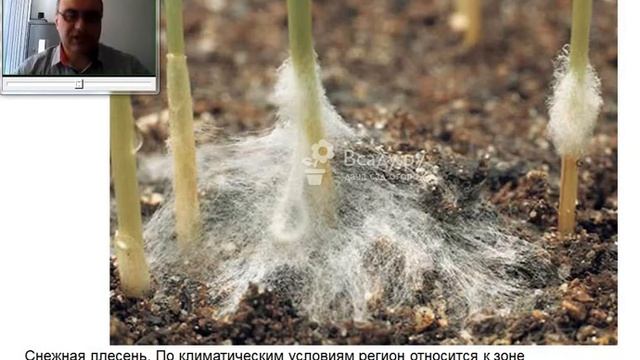 Видеолекция Интегрированная защита зерновых культур ЗАЩИТА РАСТЕНИЙ 4 Курс