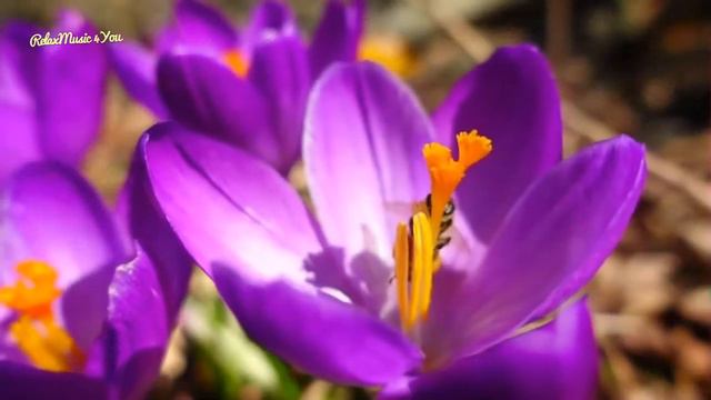 3 hours of guitar, violin and flute, Relaxing Music, Meditation Music, Sleeping Music 030 смотреть онлайн