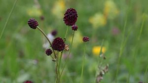 Sanguisorba officinalis 4822