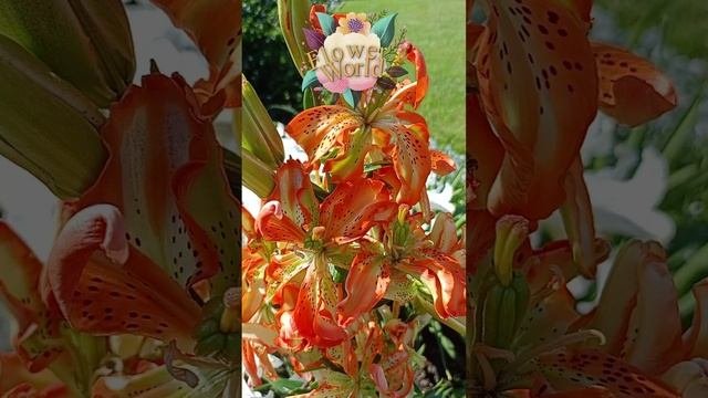 Лилия красотка.?