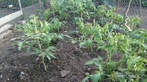 Подкормка томатов в открытом грунте в июне.