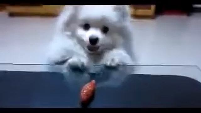 Собачка с короткими лапками. смотреть онлайн