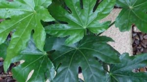 Фатсия в доме - талисман семейный отношений. Приметы и суеверия, польза и вред Фатсии.