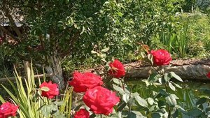 Роскошная роза Софи Лорен.Буйно цветет в сильную жару.