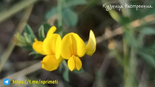 5 июля Евсеев День. Что нельзя делать 5 июля. Народные традиции и приметы.