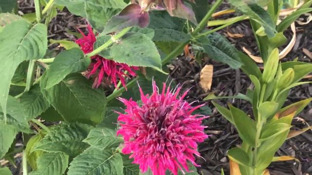 Sphinx Moth смотреть онлайн